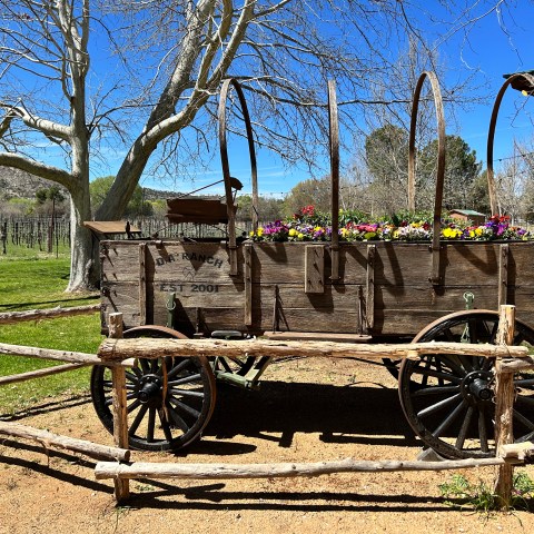 Wooden wagon with flowers, fenced, under leafless trees on a sunny day.